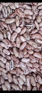 Sugar Beans A Grade Red Speckled Sugar Beans