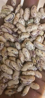 Sugar Beans A Grade Red Speckled Sugar Beans