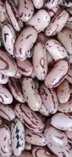 Red Speckled Sugar Beans