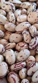 Red Speckled Sugar Beans