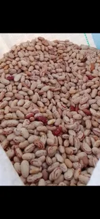 Red Speckled Sugar Beans Black Friday November Specials