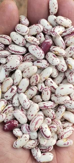 Red Speckled Sugar Beans Black Friday November Specials