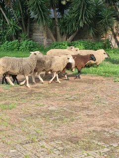 sheep for sale
