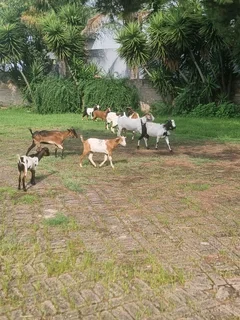 goats for sale