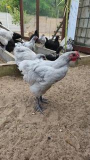 Black and lavender orpington chicks