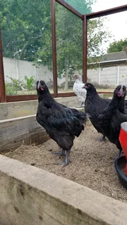 Black and lavender orpington chicks