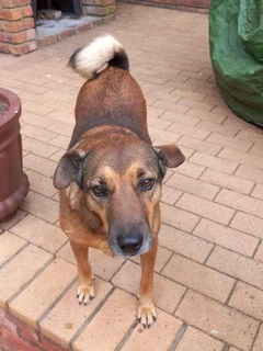 Housepetting Services for Your Furry Friends