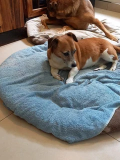 Housepetting Services for Your Furry Friends