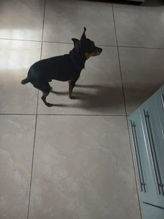 Housepetting Services for Your Furry Friends