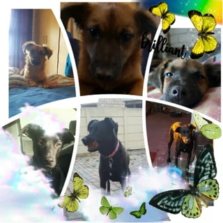 Housepetting Services for Your Furry Friends