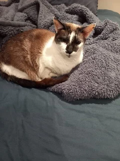 Housepetting Services for Your Furry Friends