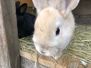 Cute, friendly little dwarf bunnies! Great pets!