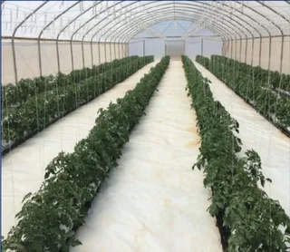 Complete Commercial Greenhouse – [10m x 30m]