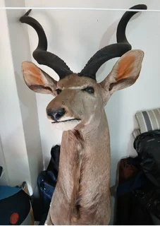Kudu Mount