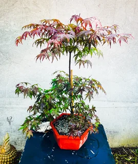 Japanese Maples & Magnificent Bonsai Trees Available