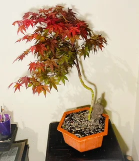 Japanese Maples &amp; Magnificent Bonsai Trees Available