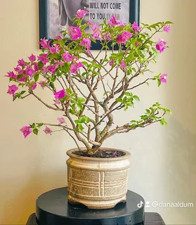 Japanese Maples &amp; Magnificent Bonsai Trees Available