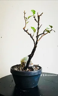 Japanese Maples &amp; Magnificent Bonsai Trees Available