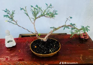 Japanese Maples &amp; Magnificent Bonsai Trees Available