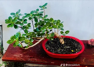 Japanese Maples &amp; Magnificent Bonsai Trees Available