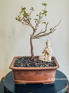 Japanese Maples &amp; Magnificent Bonsai Trees Available