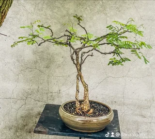 Japanese Maples &amp; Magnificent Bonsai Trees Available