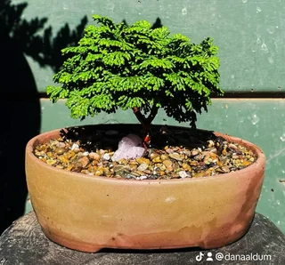Japanese Maples &amp; Magnificent Bonsai Trees Available