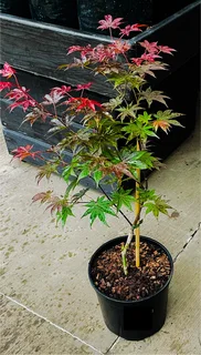 Japanese Maples &amp; Magnificent Bonsai Trees Available