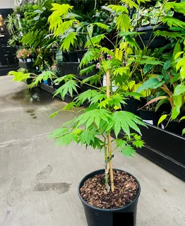 Japanese Maples &amp; Magnificent Bonsai Trees Available