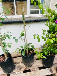 Bougainvillea Special