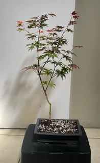 Grafted Japanese Maple Bonsai’s
