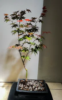Grafted Japanese Maple Bonsai’s