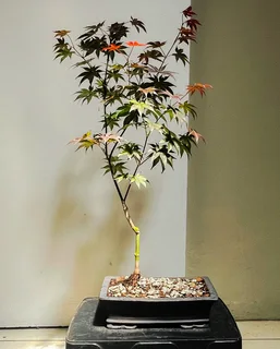Grafted Japanese Maple Bonsai’s