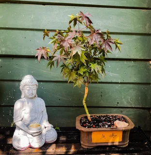 Grafted Japanese Maple Bonsai’s