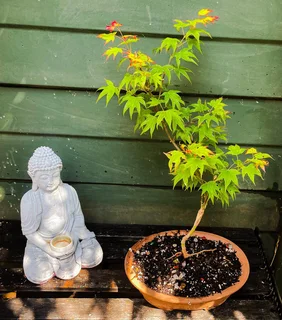 Grafted Japanese Maple Bonsai’s
