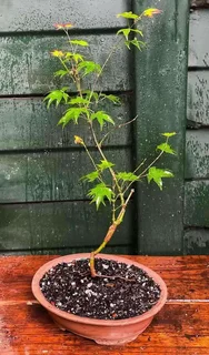 Grafted Japanese Maple Bonsai’s