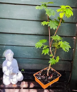 Grafted Japanese Maple Bonsai’s