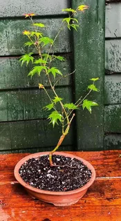 Grafted Japanese Maple Bonsai’s