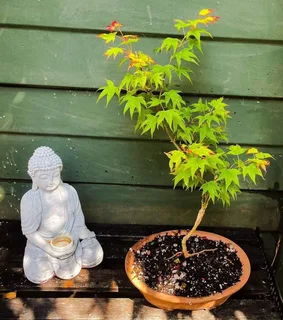 Grafted Japanese Maple Bonsai’s