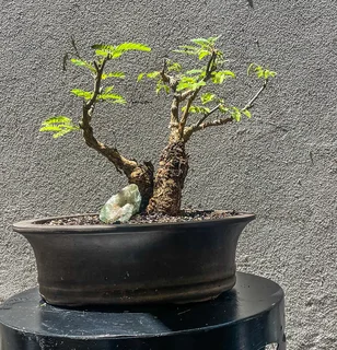 Gorgeous Bonsai’s Available