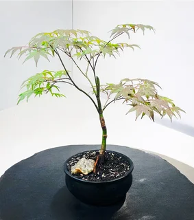 Fire Glow Grafted Japanese Maple Bonsai -