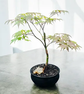 Fire Glow Grafted Japanese Maple Bonsai -