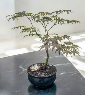 Fire Glow Grafted Japanese Maple Bonsai -