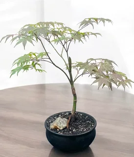 Fire Glow Grafted Japanese Maple Bonsai -
