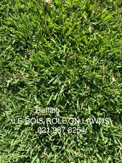 Roll on lawn straight from our farm. Kikuyu, buffalo, lm berea, cynodan.