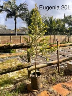 Plants, succulents, trees and shrubs for sale