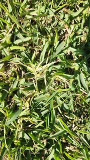 Roll on lawn and instant grass