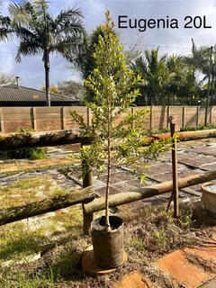 Eugenia/ Australian Cherry trees