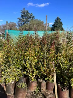 Eugenia/ Australian Cherry trees