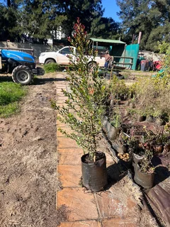 Eugenia/ Australian Cherry trees